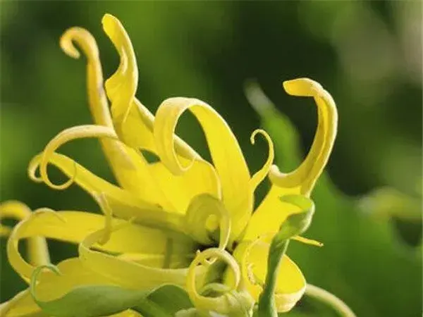 依兰花开花图片大全 依兰花的花语和寓意