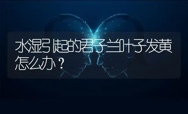 水湿引起的君子兰叶子发黄怎么办？ | 绿植常识