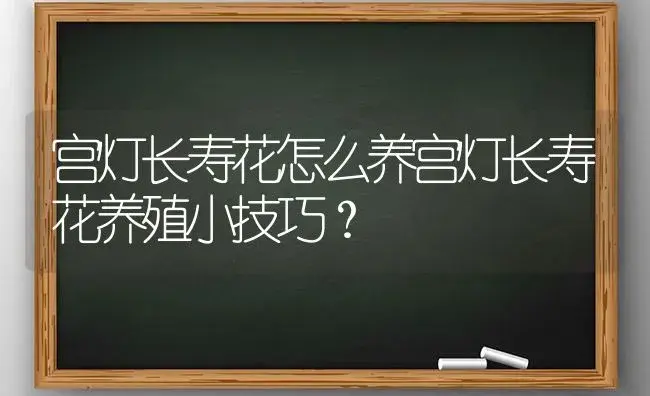 宫灯长寿花怎么养宫灯长寿花养殖小技巧？ | 多肉养殖