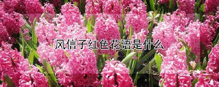 风信子红色花语是什么