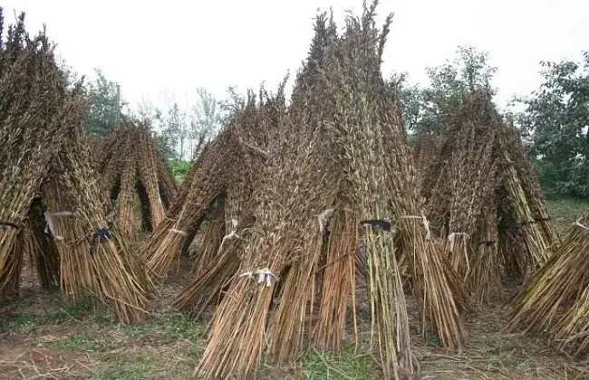 怎样提升芝麻的产量