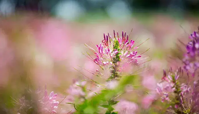 蓝雪花花语