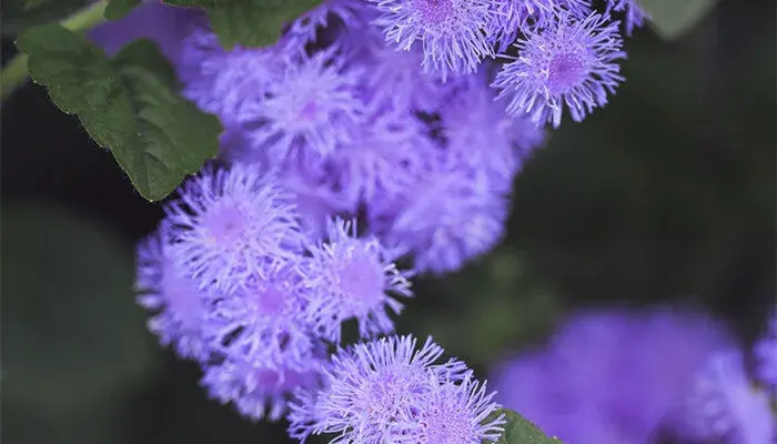 蓟花的花语和寓意 蓟花的花语和寓意是什么