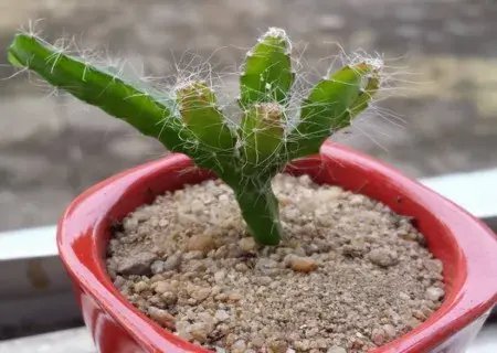 花卉果蔬盆景 | 火龙果盆栽移植方法