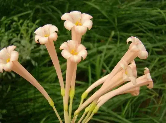 怎样种好垂筒花