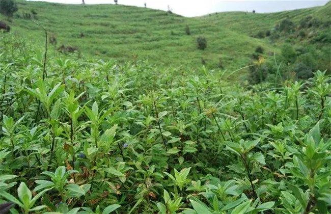 龙胆草怎么种