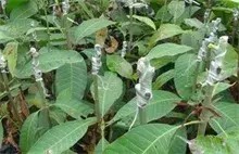 芒果砧木苗嫁接方法