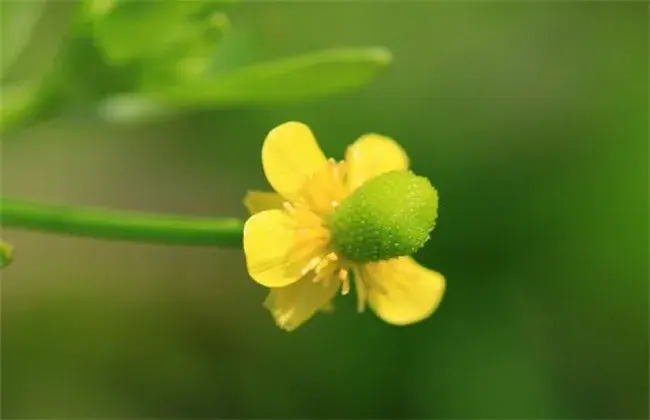 石龙芮的种植技术