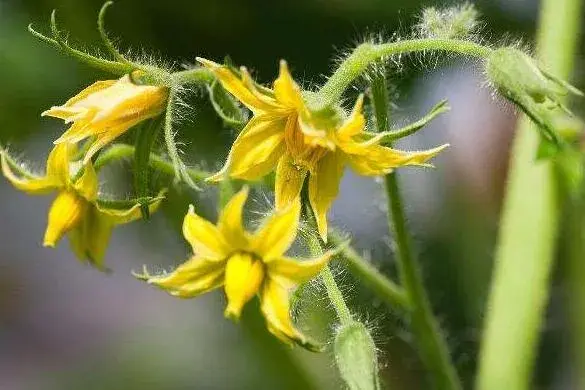 夏天蔬菜什么时间点花，点花药浓度多少最好