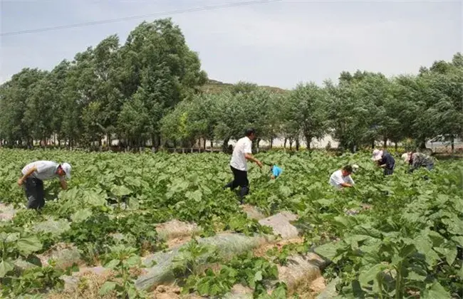 葛根的栽培技术