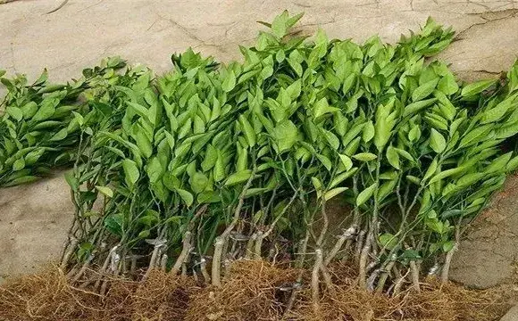 柑橘嫁接苗繁育方法介绍