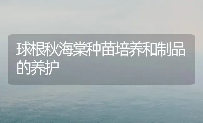 球根秋海棠种苗培养和制品的养护 | 家庭养花