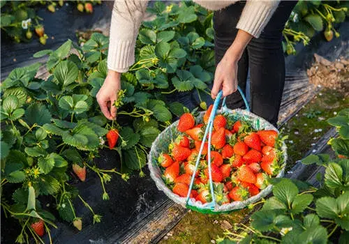 奶油草莓怎么栽培？病虫害怎样防治和治疗？