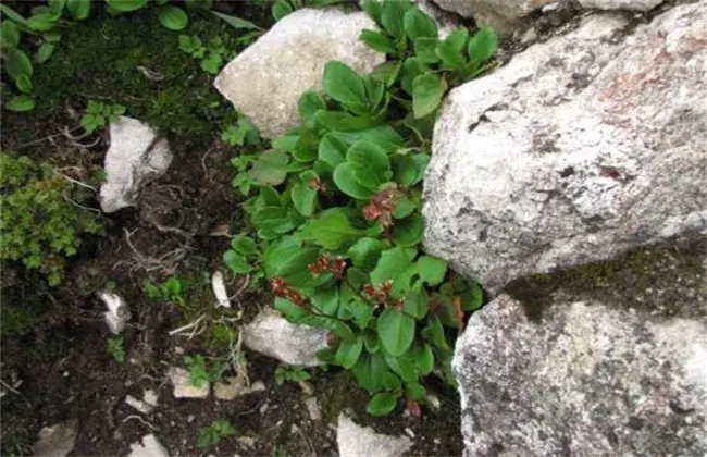 岩白菜的栽培办法