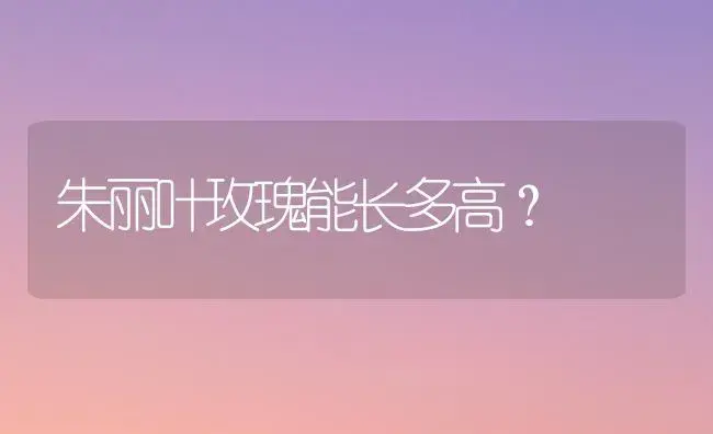 朱丽叶玫瑰能长多高？ | 绿植常识