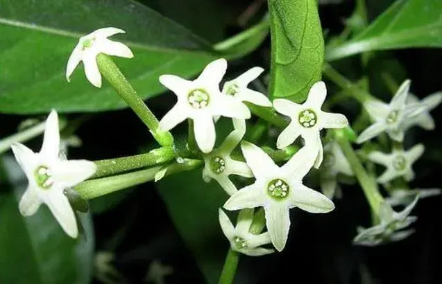 夜香花的花语，夜香花的花期