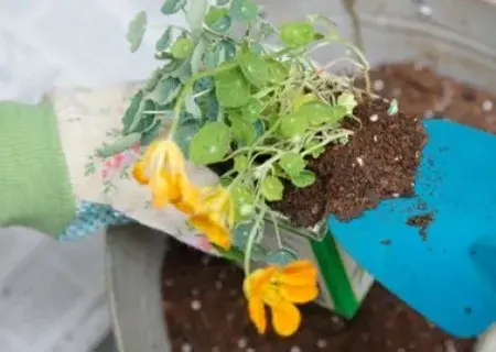 花卉果蔬盆景 | 盆栽移植方法图解