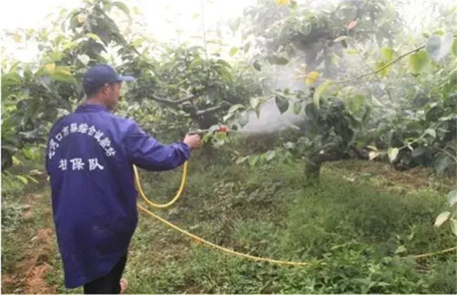 果树夏天喷药小心事项