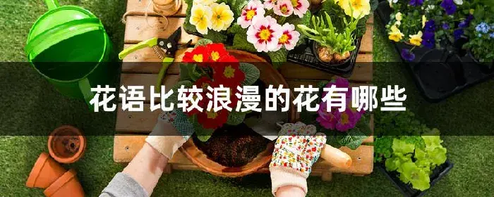 花语比较浪漫的花有哪些