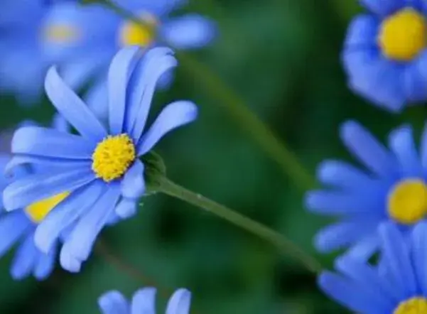 蓝色雏菊花语是什么，天真快乐永驻_花语大全