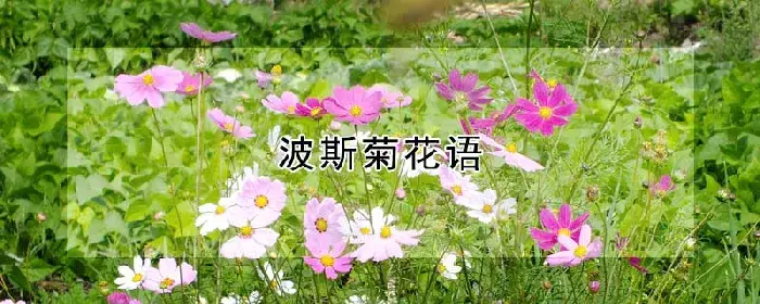 波斯菊花语