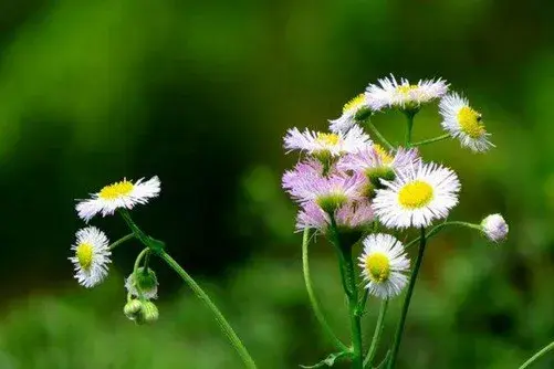 春飞蓬的花语和花期介绍有哪些？