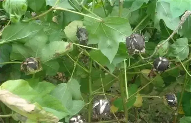 棉花叶面肥选择和利用小心事项