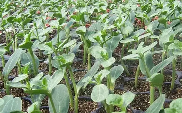 西瓜子种植催芽播种技巧分享