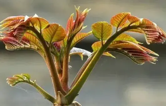 香椿芽人工种植优良品种有哪些？