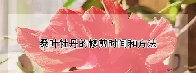 桑叶牡丹的修剪时间和方法