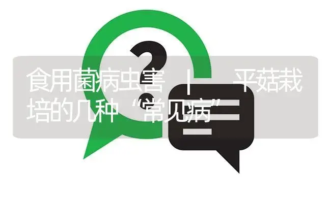 平菇栽培的几种“常见病” | 菌菇种植