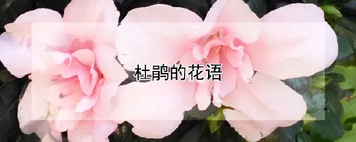 杜鹃的花语