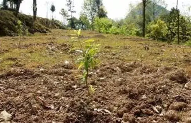 脆红李种植管理技术