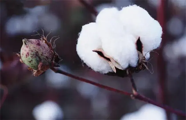 引起棉花产量低的起因