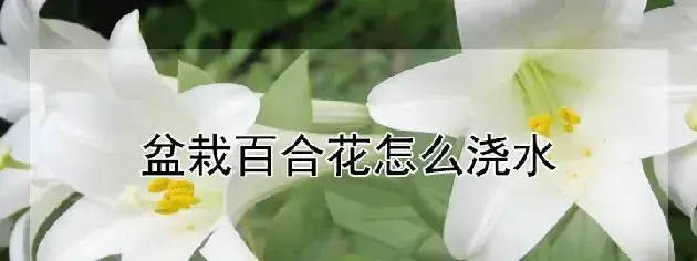 盆栽百合花怎么浇水