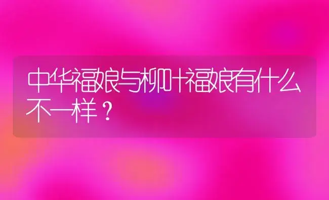 中华福娘与柳叶福娘有什么不一样？ | 多肉养殖