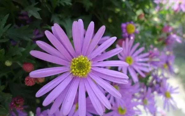 紫色雏菊的花语是什么，高贵优雅与纯洁