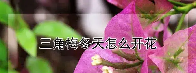 三角梅冬天怎么开花