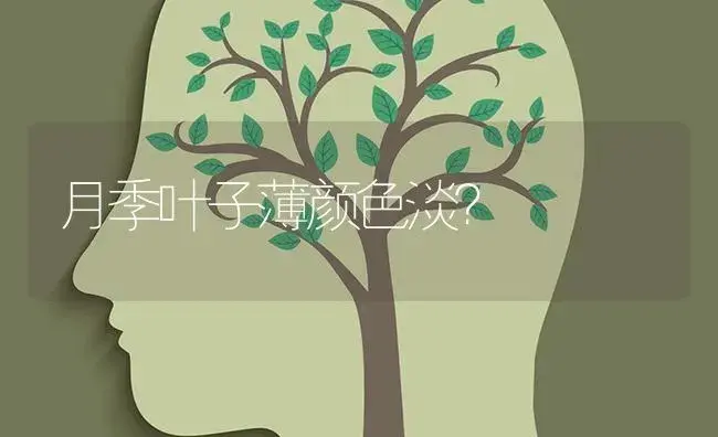 月季叶子薄颜色淡？ | 绿植常识