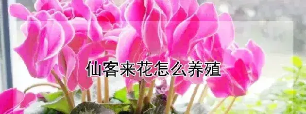 仙客来花怎么养殖