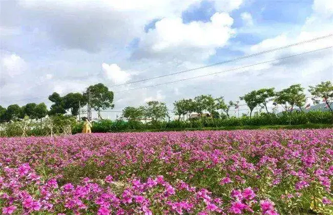 长春花的施肥办法