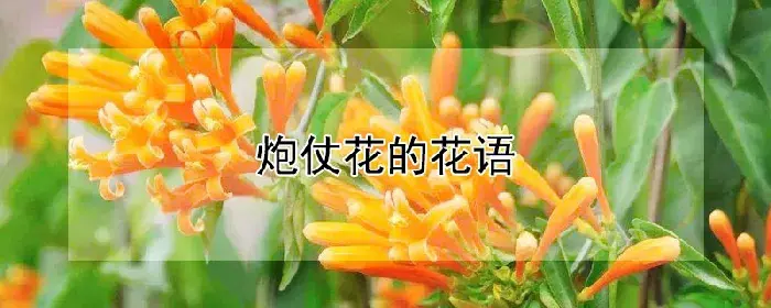 炮仗花的花语