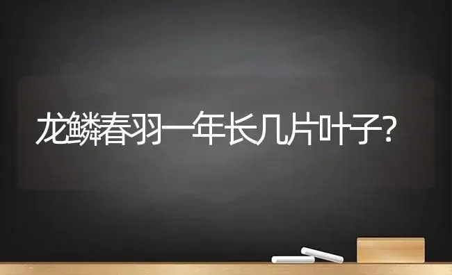 龙鳞春羽一年长几片叶子？ | 多肉养殖