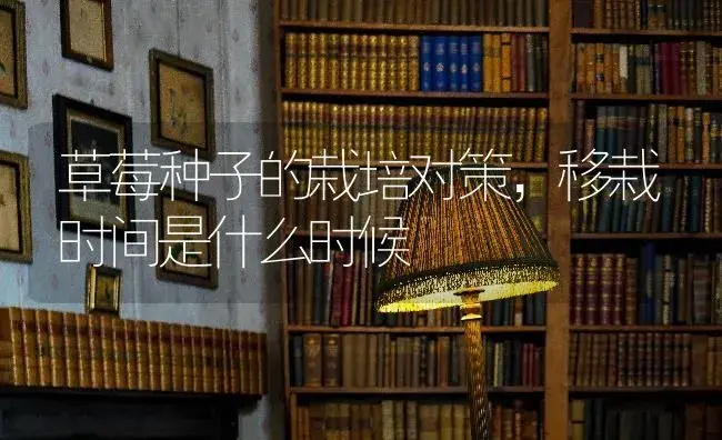 草莓种子的栽培对策，移栽时间是什么时候 | 果木种植