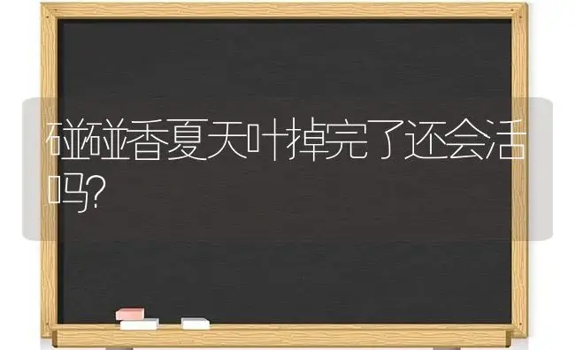 碰碰香夏天叶掉完了还会活吗？ | 多肉养殖