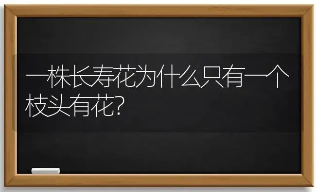 一株长寿花为什么只有一个枝头有花？ | 多肉养殖