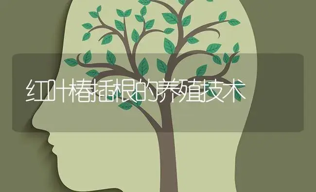 红叶椿插根的养殖技术 | 特种种植