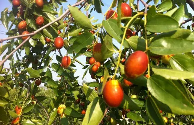 冬枣树种植技术