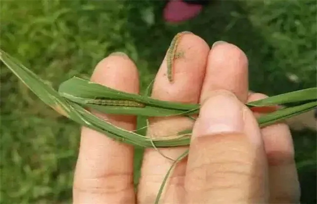 甘蔗常见病虫害的防治和治疗办法