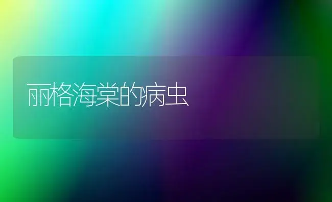 丽格海棠的病虫 | 家庭养花